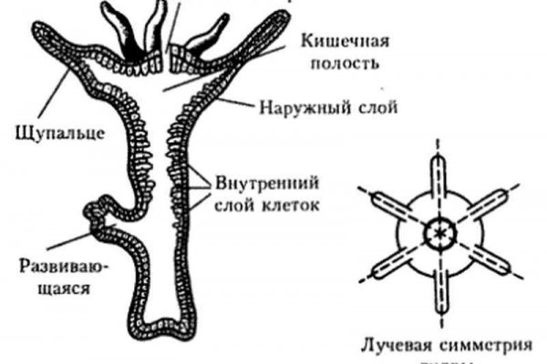 Рабочее зеркало кракен store