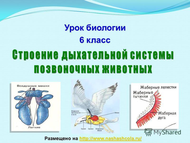 Как зайти на кракен с телефона андроид